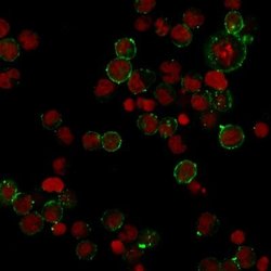 HLA DPB1 Antibody (HLA-DPB1/2862R) - Azide and BSA Free, Novus Biologicals